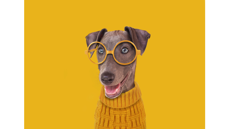 Funny dog with yellow glasses