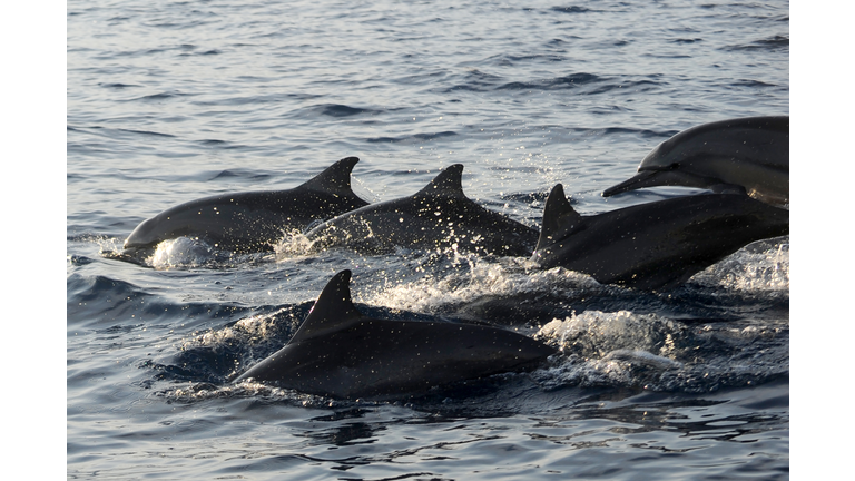 INDONESIA-TOURISM-DOLPHINS