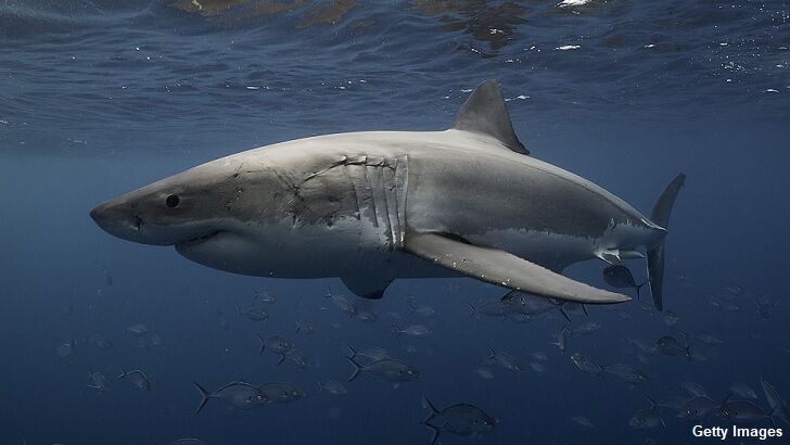 Ancient Shark Population Decimated by Mysterious Mass Extinction Event