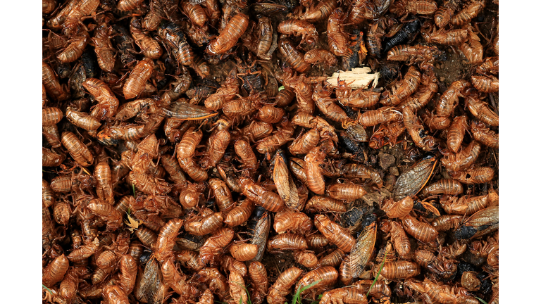 Brood X Cicadas Emerge After 17 Years Underground