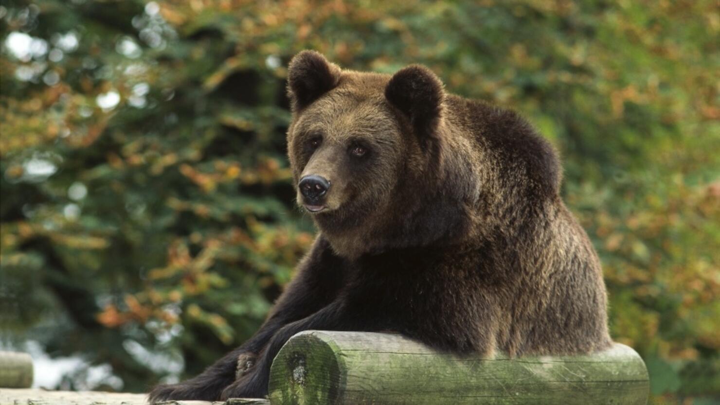 Braunbär im Tierpark Neumünster