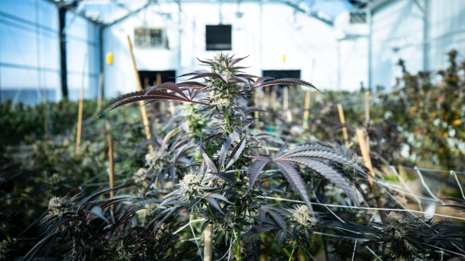 Majijuana plants ready to harvest