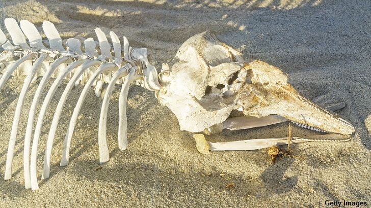 Archaeologists Unearth Baffling Porpoise Bones