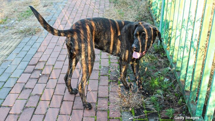 Indian Farmer Paints Tiger Stripes on Dog to Scare Away Monkeys Eating Crops
