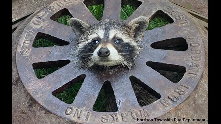 Michigan Firefighters Rescue Raccoon with Head Stuck in Sewer Cover