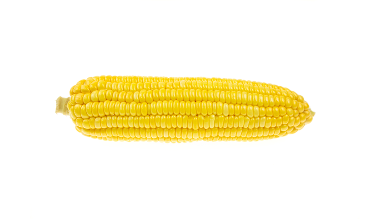 Fresh Corn Isolated On White Background. Clipping Path.