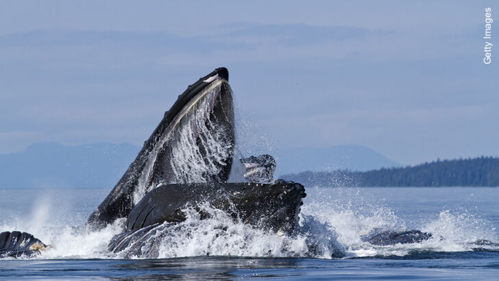Massachusetts Diver Escapes Jonah and Whale Scenario