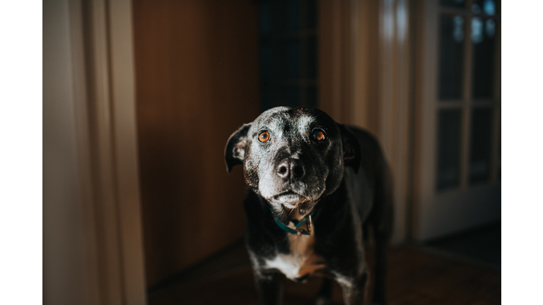 Calm scene of a Black Dog obscured in shadow, with face slightly illuminated