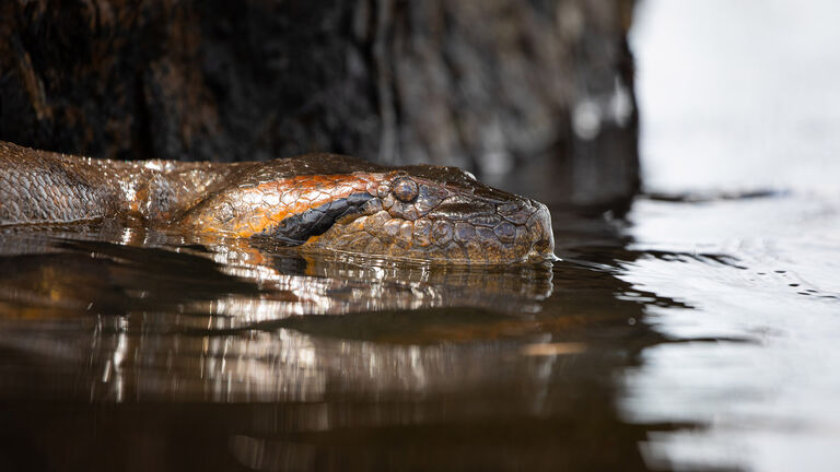 Anaconda Headshot on the Laguna Grande, Cuyabeno Wildlife Reserve Sucumbios Ecuador