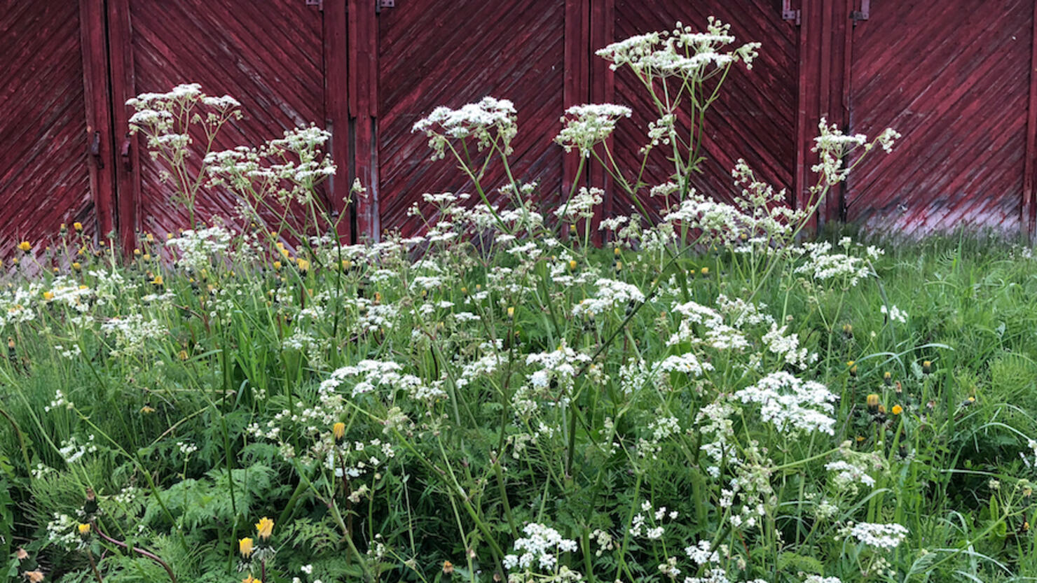 Conium maculatum plant at Olderdalen, Norway