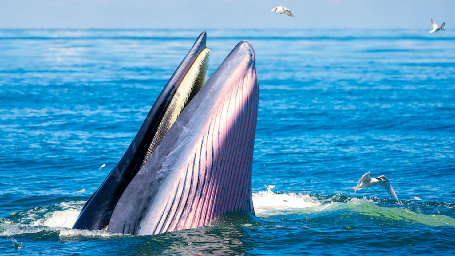 Bryde 's whale are emerging above the sea. There are many gulls flying around.