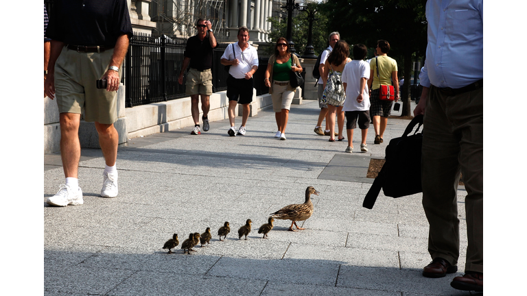Mother Duck Walks With Her Baby Ducklings In Washington
