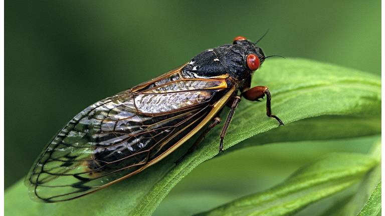 Periodical Cicada, Adult, Magicicada spp. Requires 17 years to complete development. Nymph splits its skin, and transforms into an adult. Feeds on sap of tree roots. Northern Illinois Brood. This brood is the largest emergence of cicadas anywhere