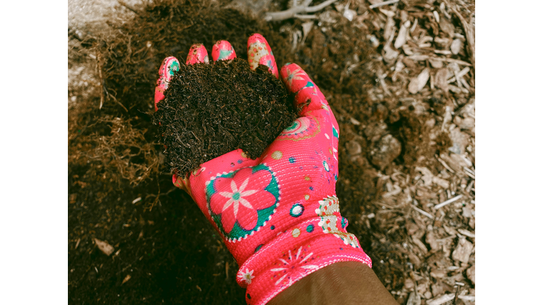 Woman in Garden Holds Handful of Soil