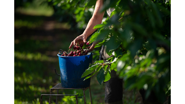 SPAIN-AGRICULTURE-HARVEST-CHERRY