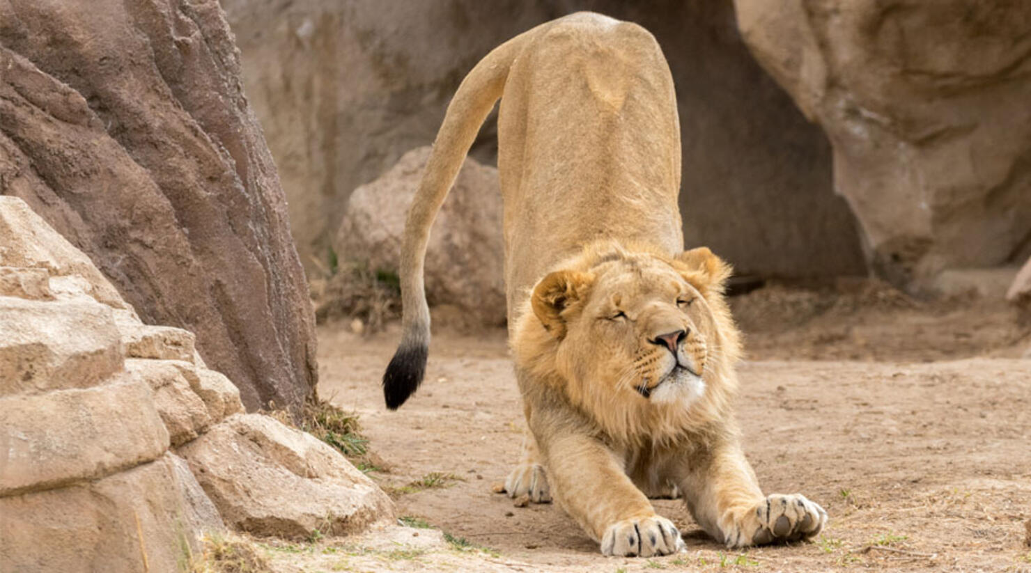 Denver Zoo Named One Of The Best Zoos Of 2021 iHeart