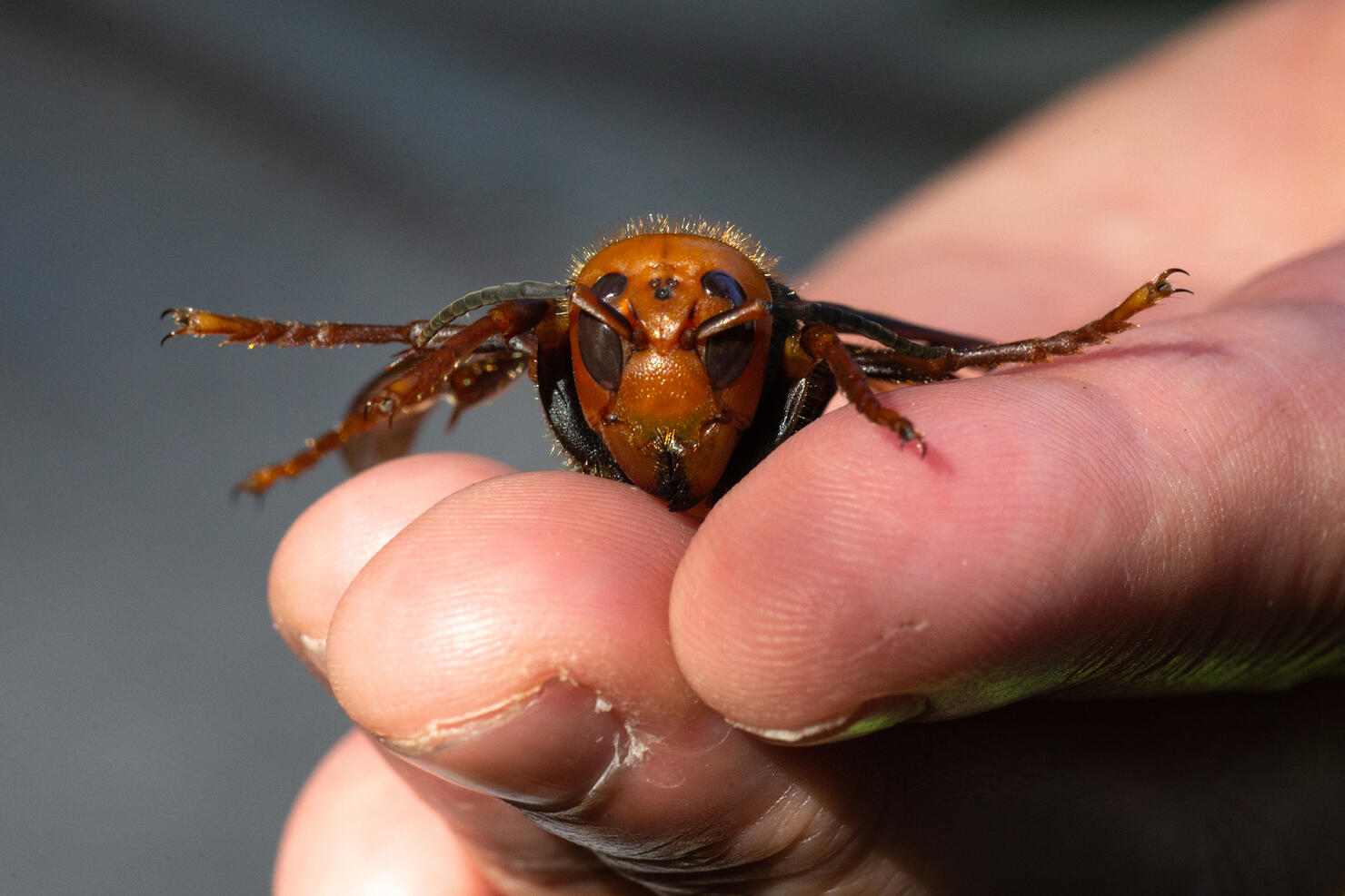 Washington State Department Of Agriculture Sets Traps For Asian Giant Hornets
