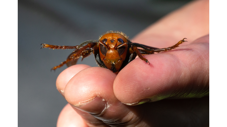 Washington State Department Of Agriculture Sets Traps For Asian Giant Hornets