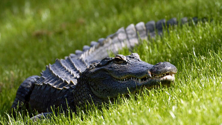 Wildlife Experts Warn These 2 Animals Are Making Their Way To Tennessee
