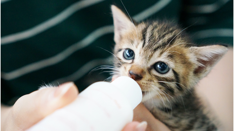 Bottle Feeding a Fluffy Kitten