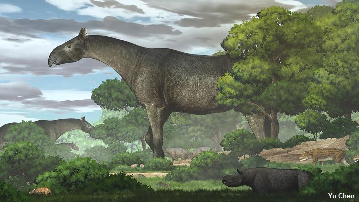 Fossils From New Species of Ancient Giant Rhino Unearthed in China