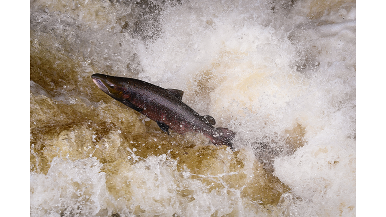Salmon Leaping At Buchanty Spout