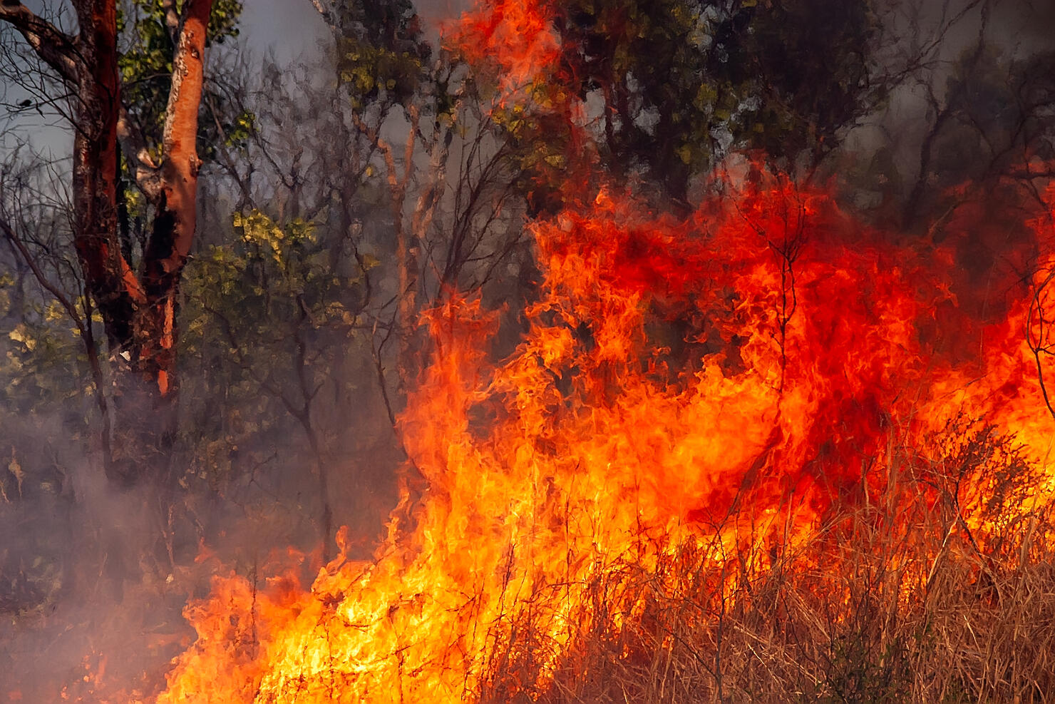 The ravages of fire in the bush
