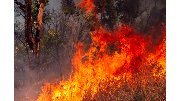 The ravages of fire in the bush