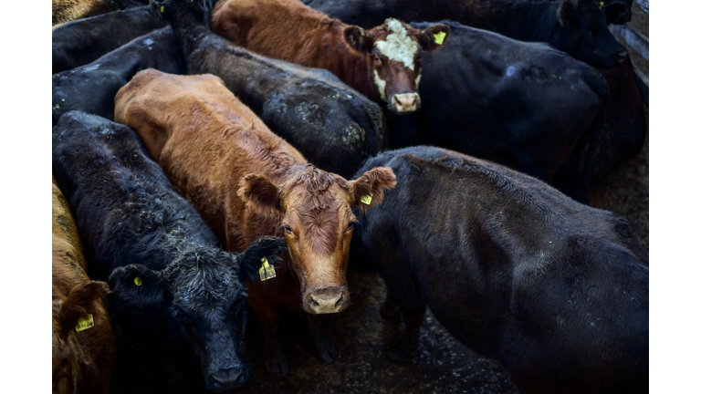 ARGENTINA-ECONOMY-EXPORTS-BEEF