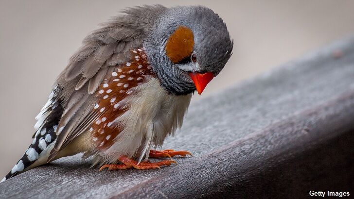 Mystery Sickness Blamed for Killing Hundreds of Birds Across Several States