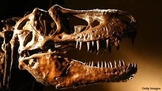Video: Man Breaks into Museum, Takes Selfies with T. Rex Skull