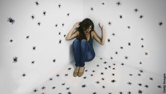 Video: Dozens of Spiders Found in Australian Home