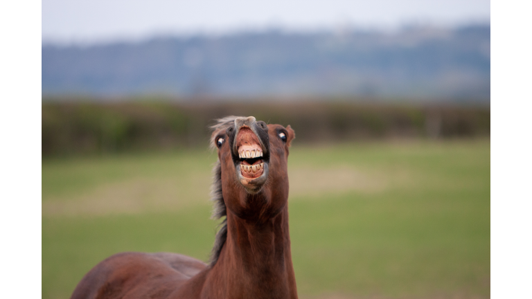 Horse showing a Flehmen response