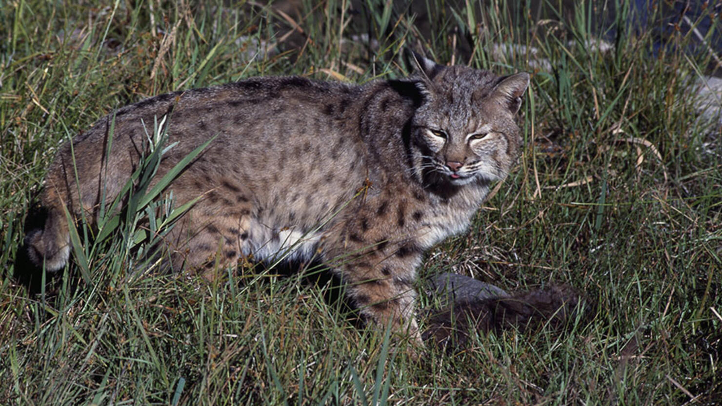 Bobcat Family Moved Into Woman's Front Yard A Month Ago, Refuse To ...