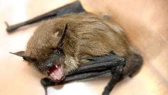 Two Kids Seen Playing With Rabid Bat At California Park