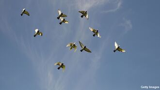 Thousands of Racing Pigeons Across United Kingdom Mysteriously Vanish