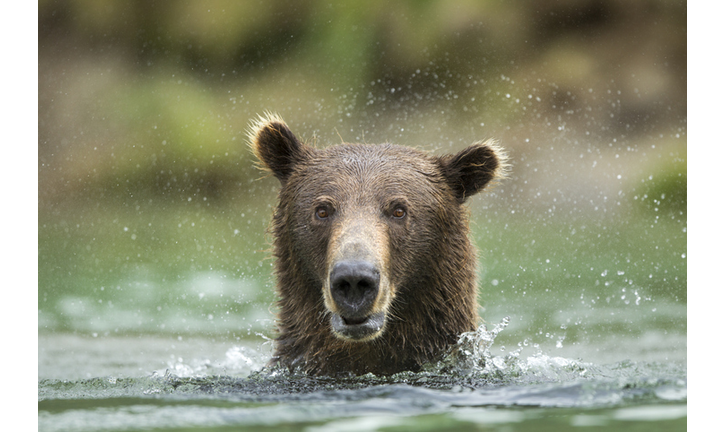 Brown Bear, Katmai National Park, Alaska