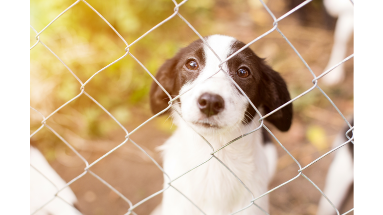 Homeless dog behind bars