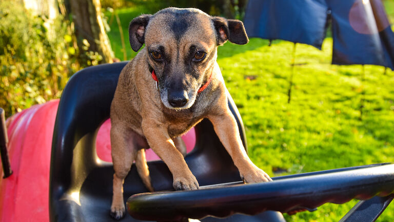 Portrait Of Dog Sitting On Grass