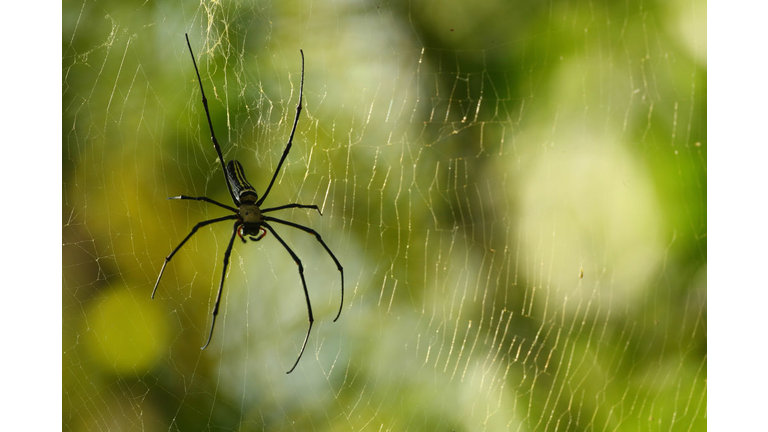 Omega Mission Hills World Cup - Round One