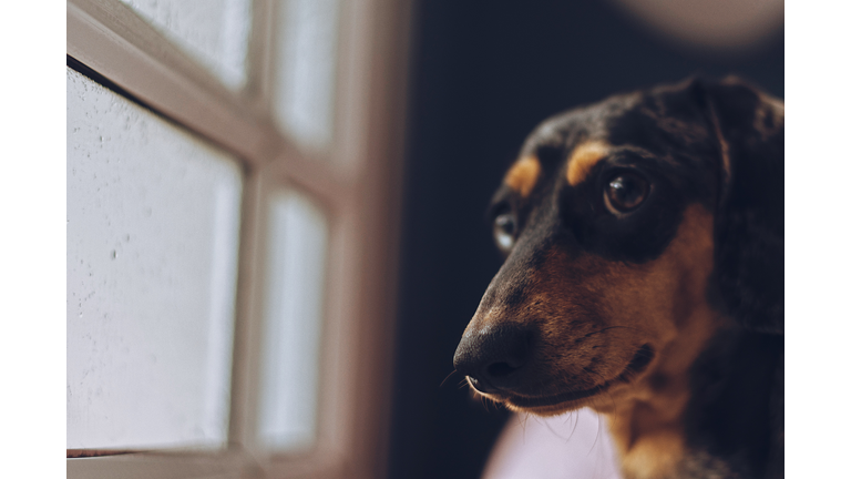 Close-Up Of A Dog Looking Away