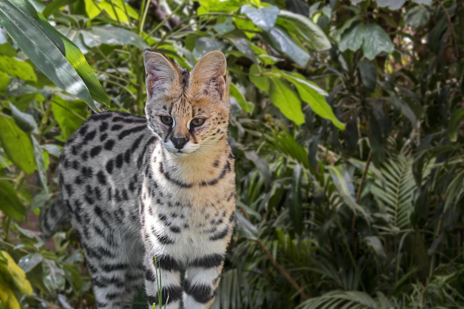 Serval (Leptailurus serval