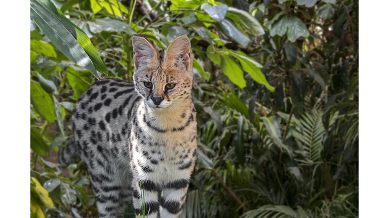 Serval (Leptailurus serval