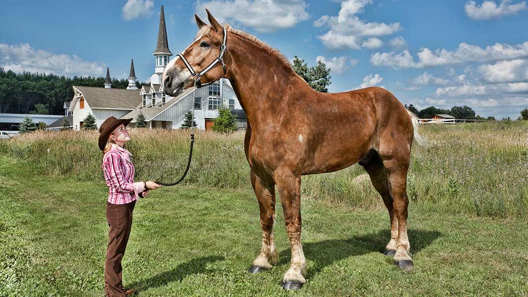 Wisconsin Family Mourns 'Big Jake', The World's Tallest Horse | IHeart