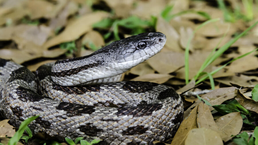 Tennessee Man Gets Out Of Shower To Find 6-Foot-Long Snake In Bathroom ...