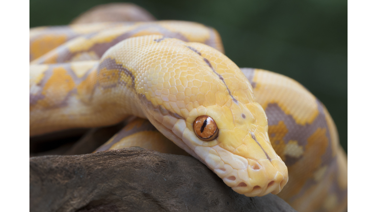 Albino Reticulated Python