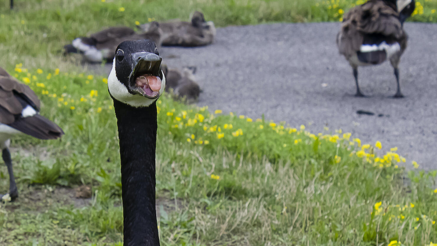 Goose Hiss #2