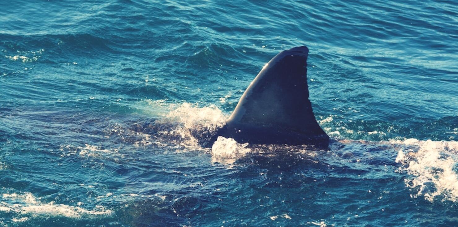 Great White Shark Swimming In Sea