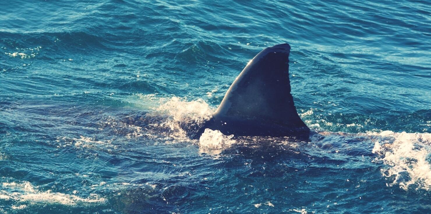 10 best shark songs for your beach playlist