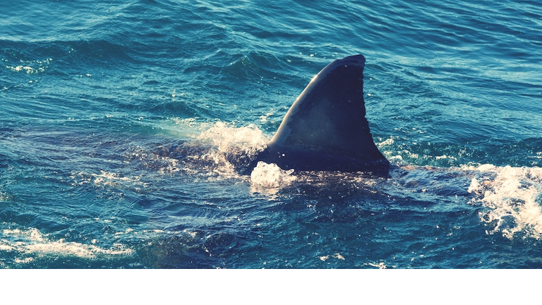 Great White Shark Swimming In Sea